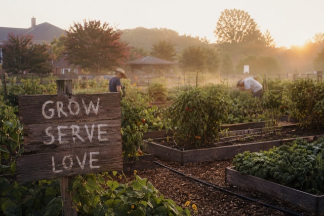 A community garden at dawn, mist in the rows, drip lines glistening, raised wooden beds full of summer growth.